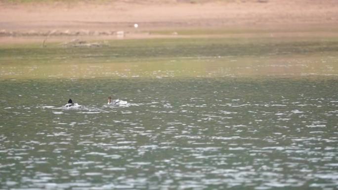 4K中华秋沙鸭 濒危国家重点保护野生动物