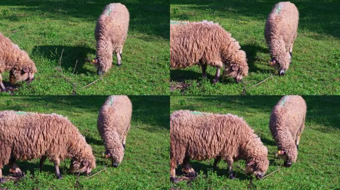草地上吃草的绵羊吃草