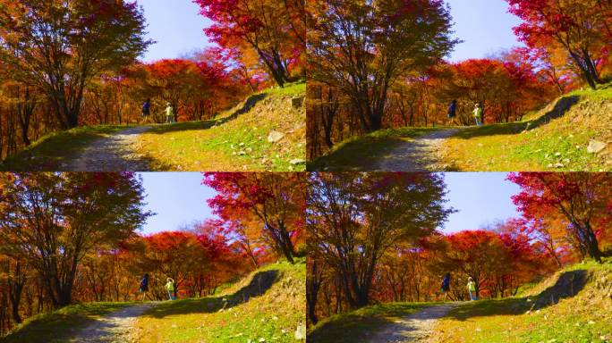 4k游客旅游旅行快乐公园红色枫叶枫树
