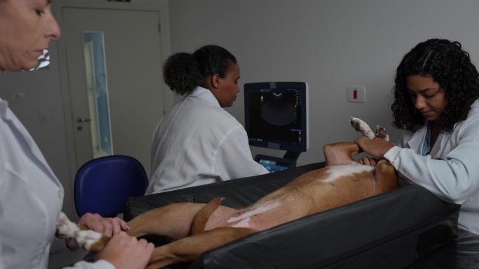 技师用超声波设备扫描狗的腹部