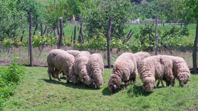 草地上吃草的羊群养殖畜牧业羊吃草小羊羔