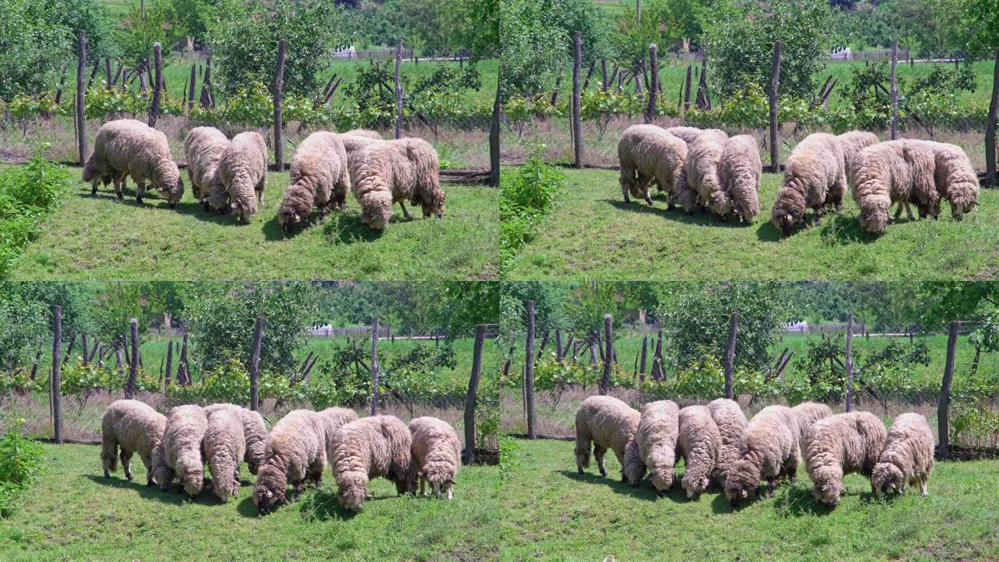 草地上吃草的羊群养殖畜牧业羊吃草小羊羔