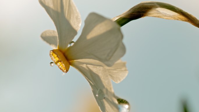 特写水滴落在白色水仙花上