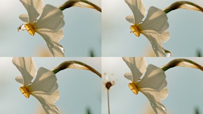 特写水滴落在白色水仙花上