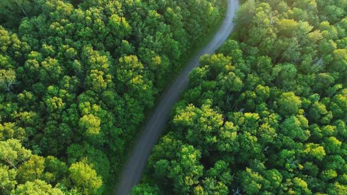 蜿蜒的森林路蜿蜒森林公路盘山路