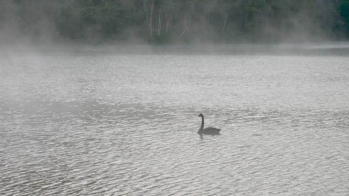 黑天鹅在雾中游泳湖面晨雾孤单黑鹅