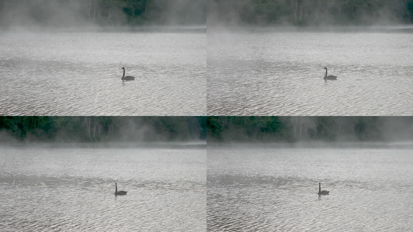 黑天鹅在雾中游泳湖面晨雾孤单黑鹅