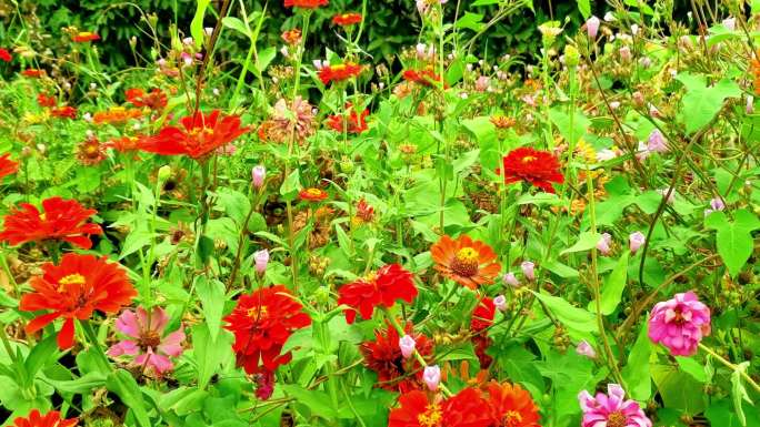 随风摇摆的花海花枝鲜花花朵风景宣传片素材