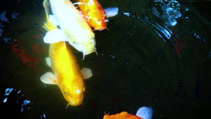 锦鲤或花式鲤鱼金鱼观赏鱼戏水