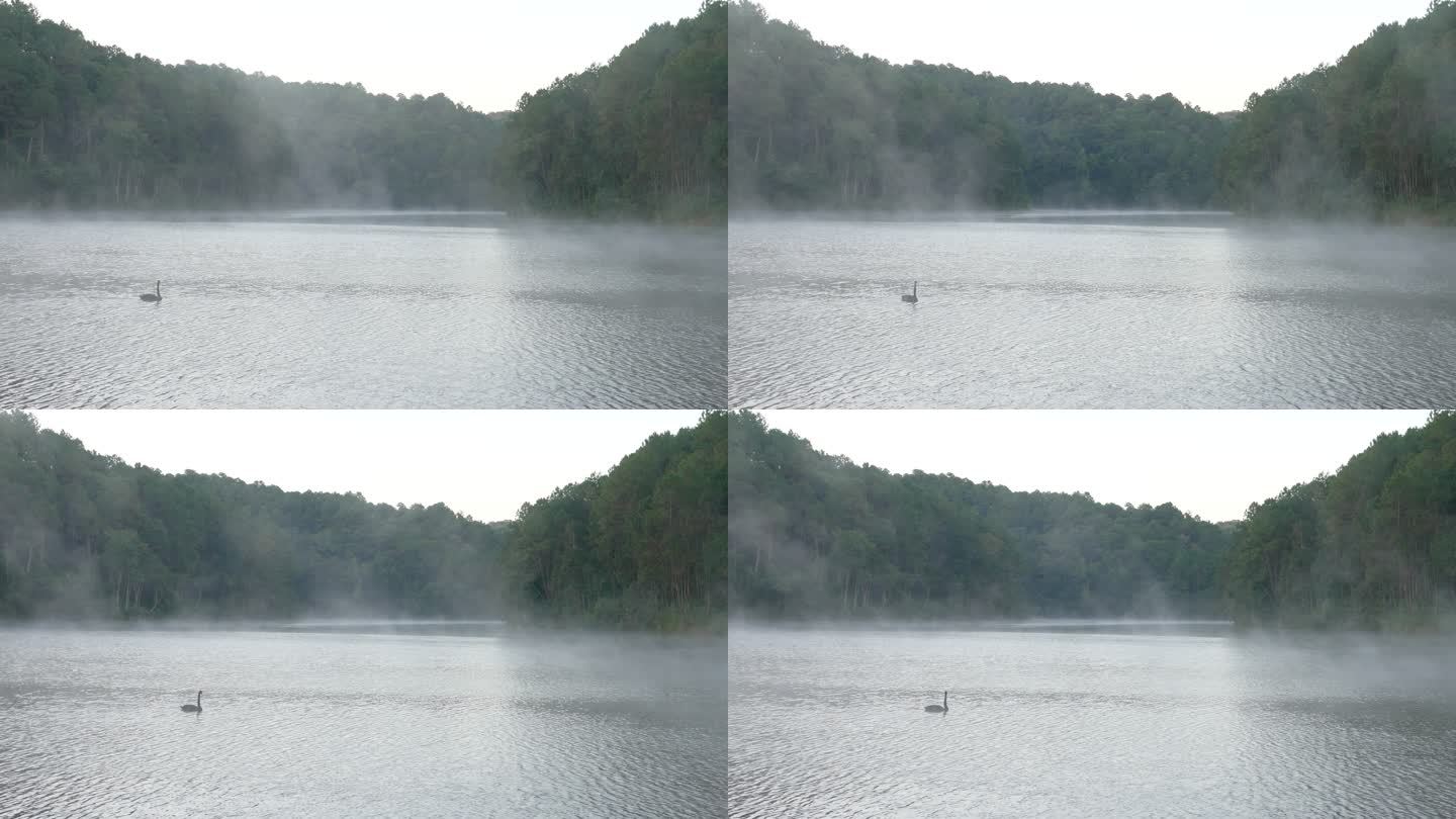黑天鹅在雾中游泳生态环境和谐