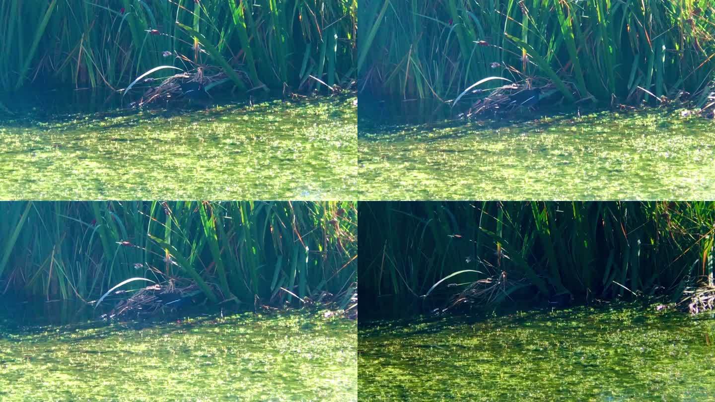 水塘 鸭鸭子 觅食
