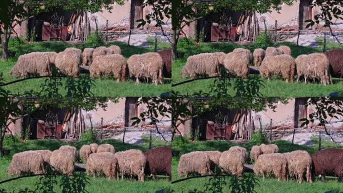农场放牧的绵羊吃草