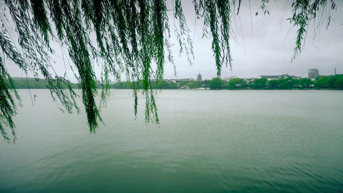 嘉兴南湖湖水柳叶柳树