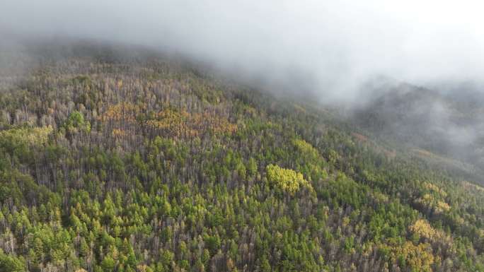 航拍秋季雨雾中的大兴安岭原始森林