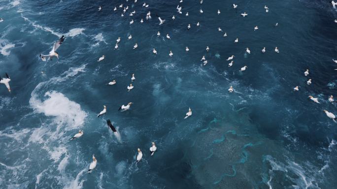 东北大西洋的动物多样性：北部塘鹅捕鱼