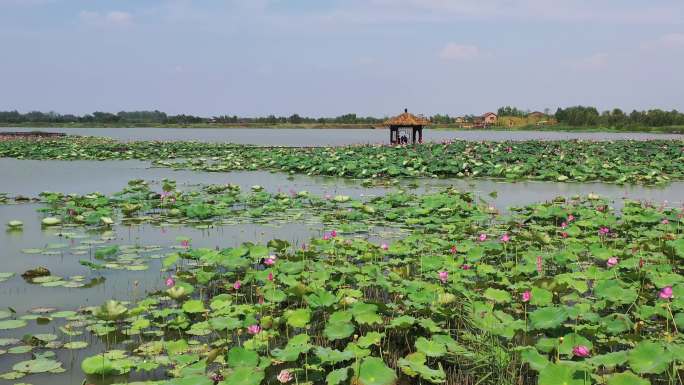 北湖湿地公园荷花塘