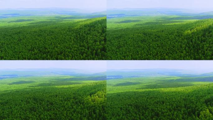 夏季内蒙古大兴安岭无边的绿色森林