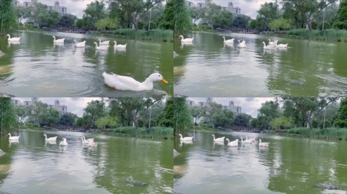 池塘里的鹅和鸭子鸭群