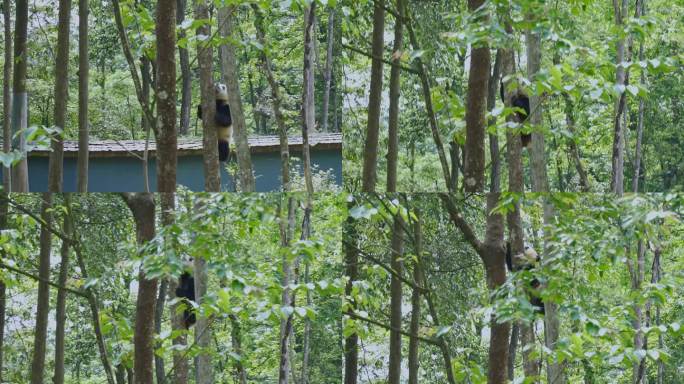 碧峰峡的大熊猫爬树