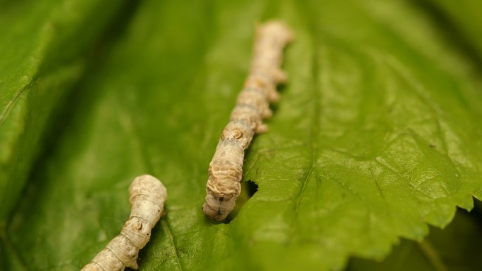 蚕食桑叶桑蚕