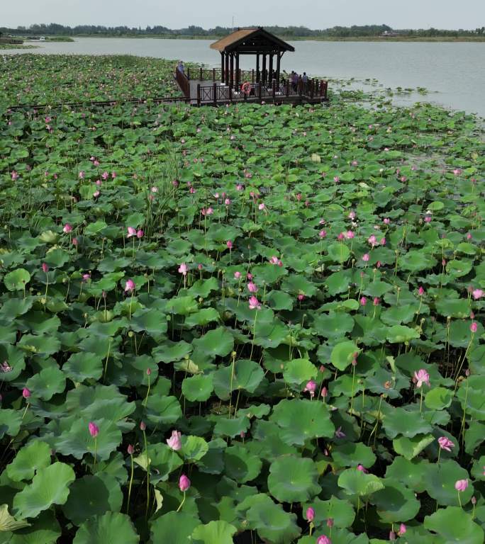 北湖湿地公园荷花塘