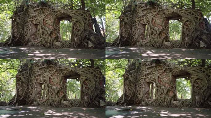 全景：一座用砖砌成的、被菩提树和树根覆盖的令人惊叹的古庙墙和门