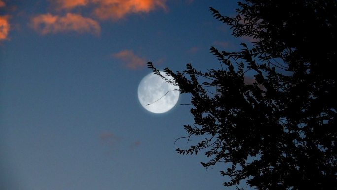 月夜中秋月亮树影月色