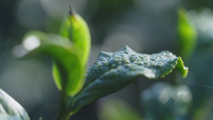 带有晨露的白茶叶