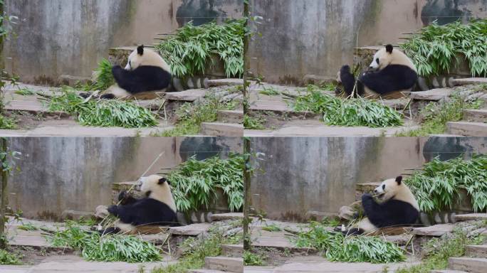 碧峰峡的大熊猫吃竹子