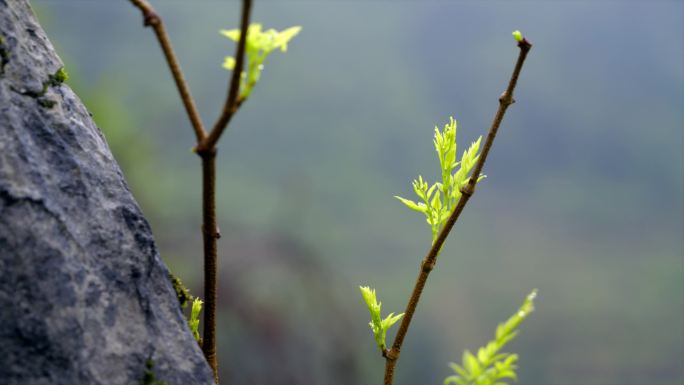 4K莓茶 雪茶 武陵山区神茶