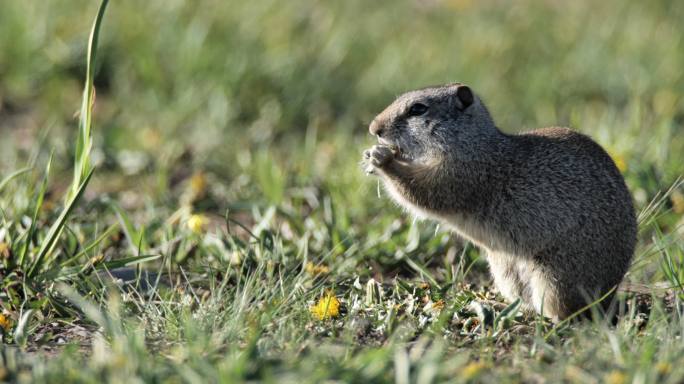 黄石国家公园Uinta地松鼠：拉马尔山谷