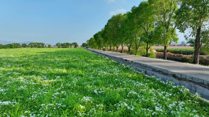 福建漳州种植空心菜的田地