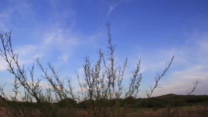 夕阳下的植物