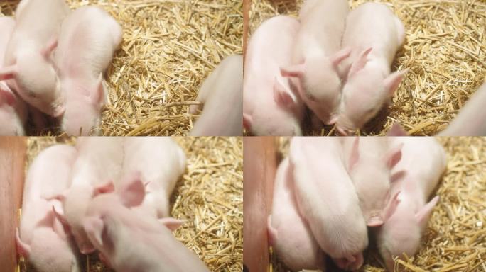 新生猪小猪仔视频素材现代农业