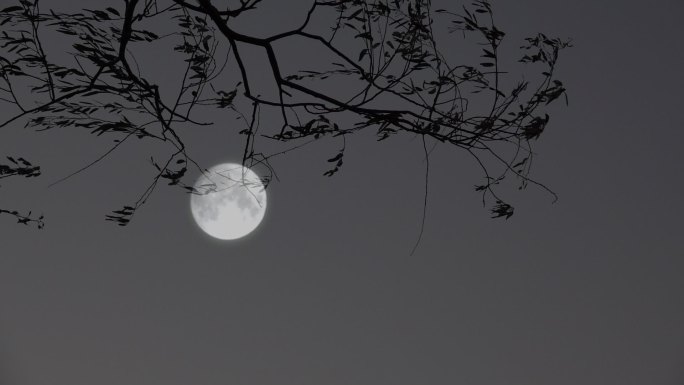月夜 中秋月亮树影月色