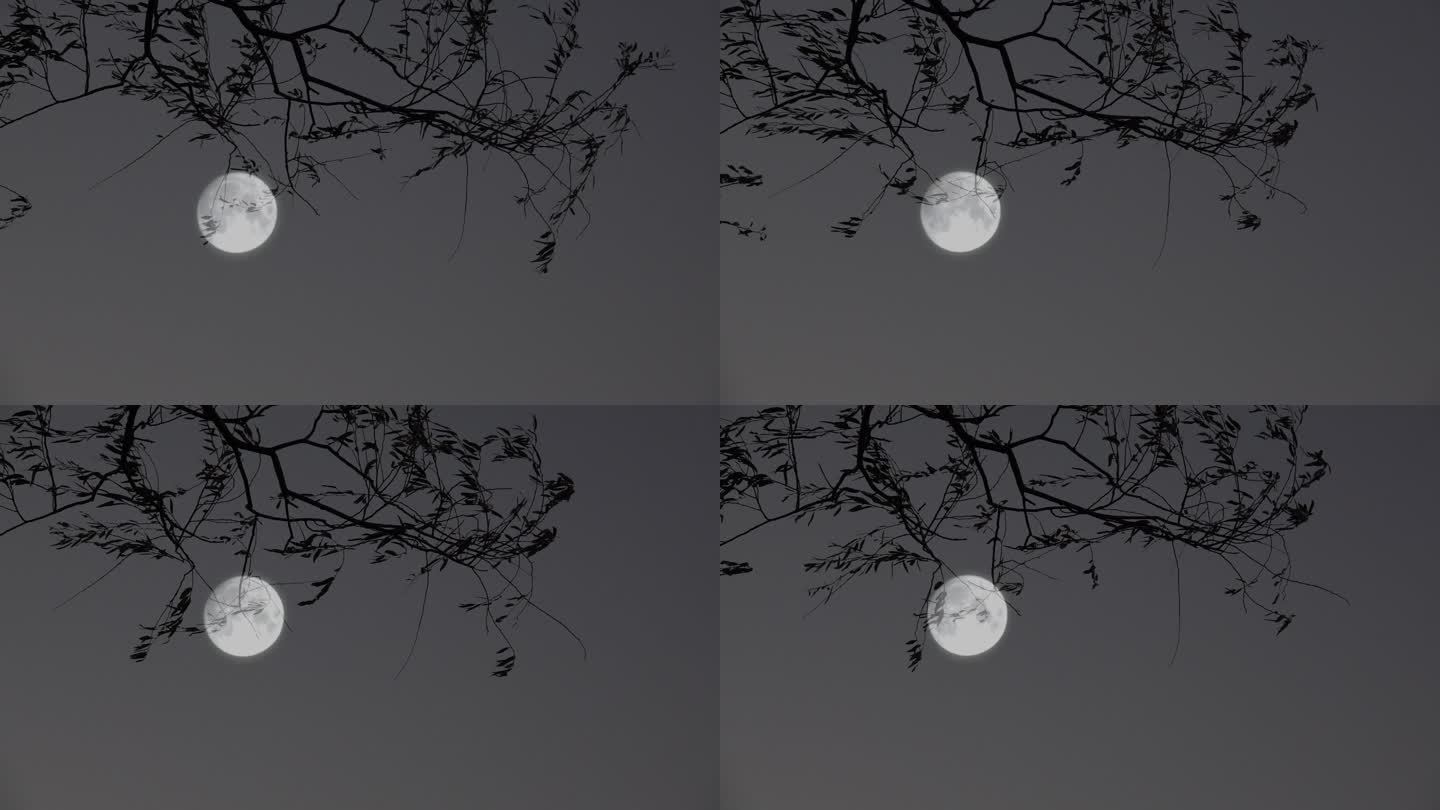 月夜 中秋月亮树影月色