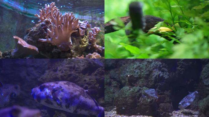 海洋馆珊瑚海藻小鱼