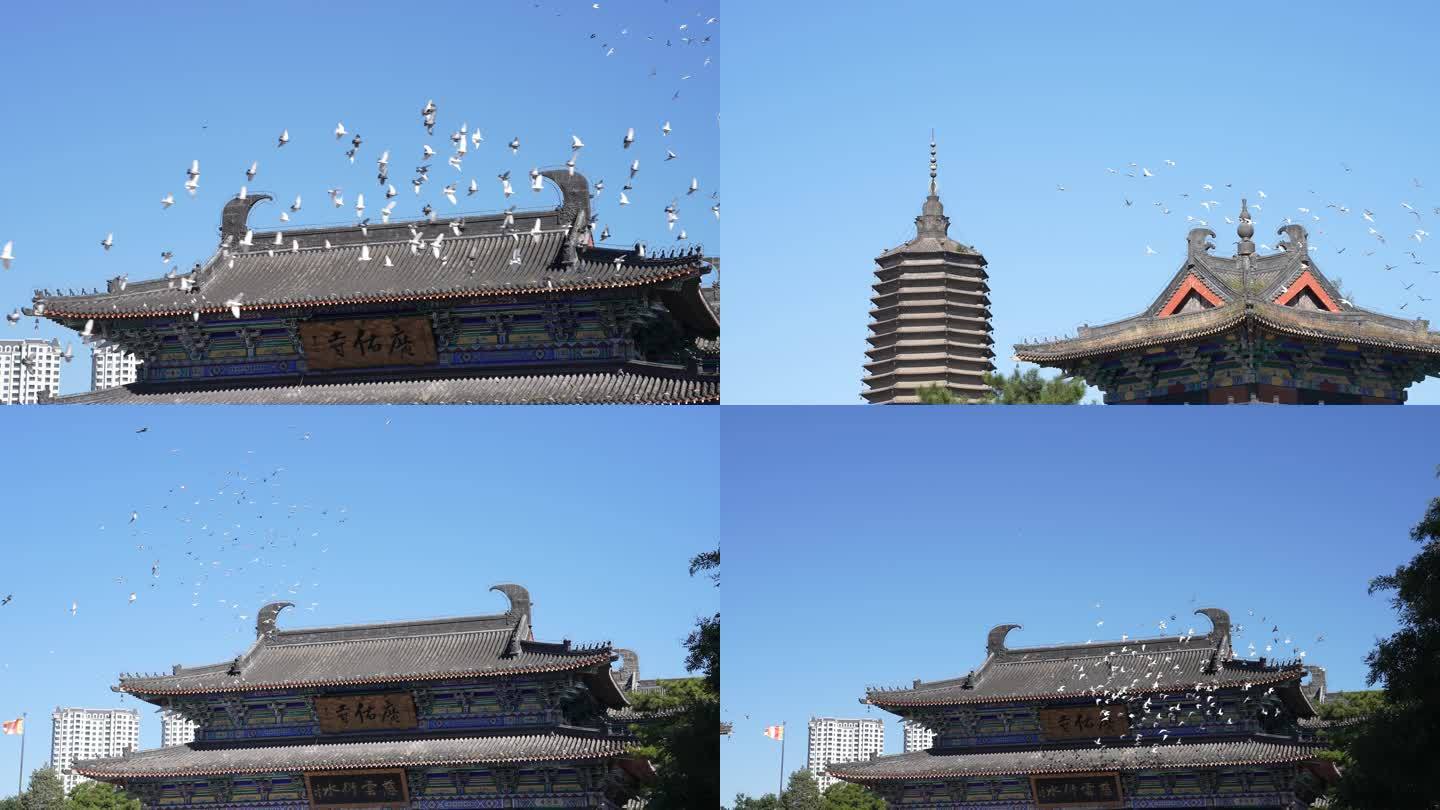 寺庙白鸽升格慢动作4K