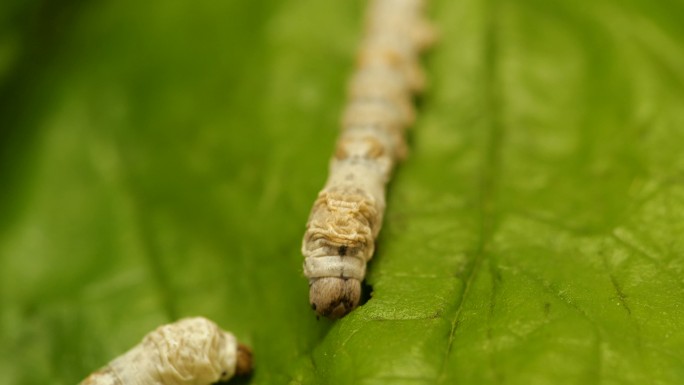 蚕食桑叶桑蚕