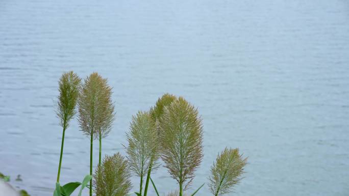 4k实拍湖面飘动的芦苇风光