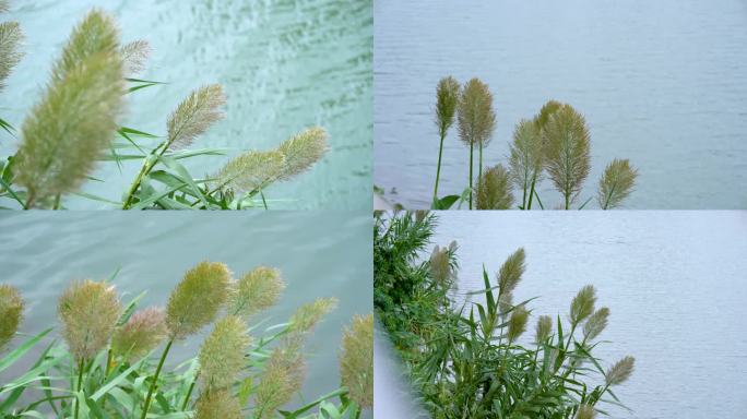 4k实拍湖面飘动的芦苇风光