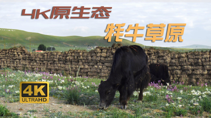牦牛与草原4K