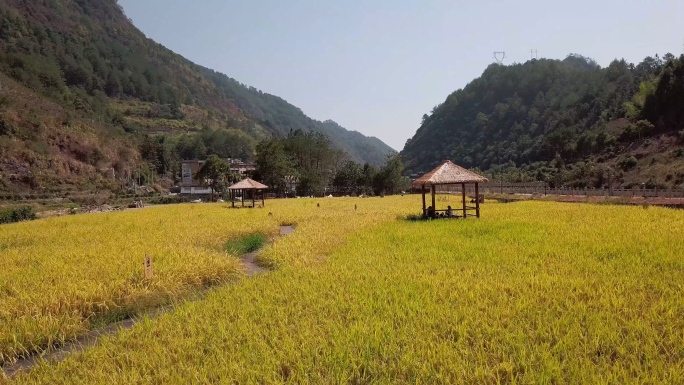 4K实拍屏南县白玉村农场稻田航拍