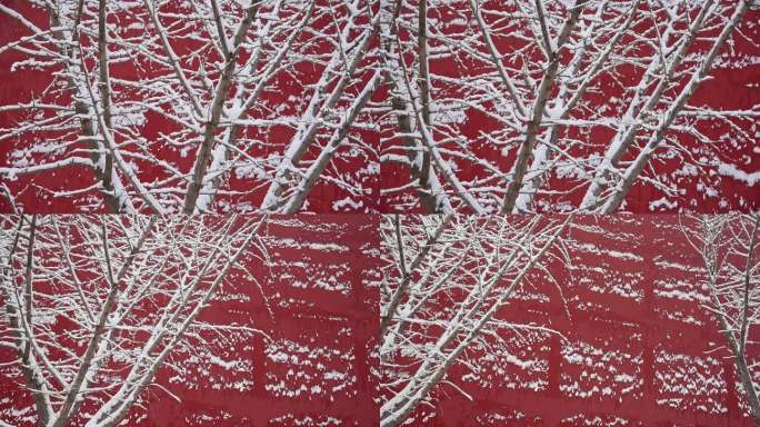 冬天红墙雪银杏树