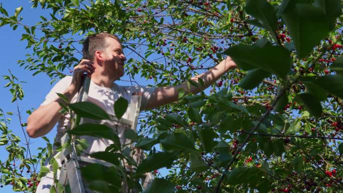 梯子上的年轻人在树上摘樱桃