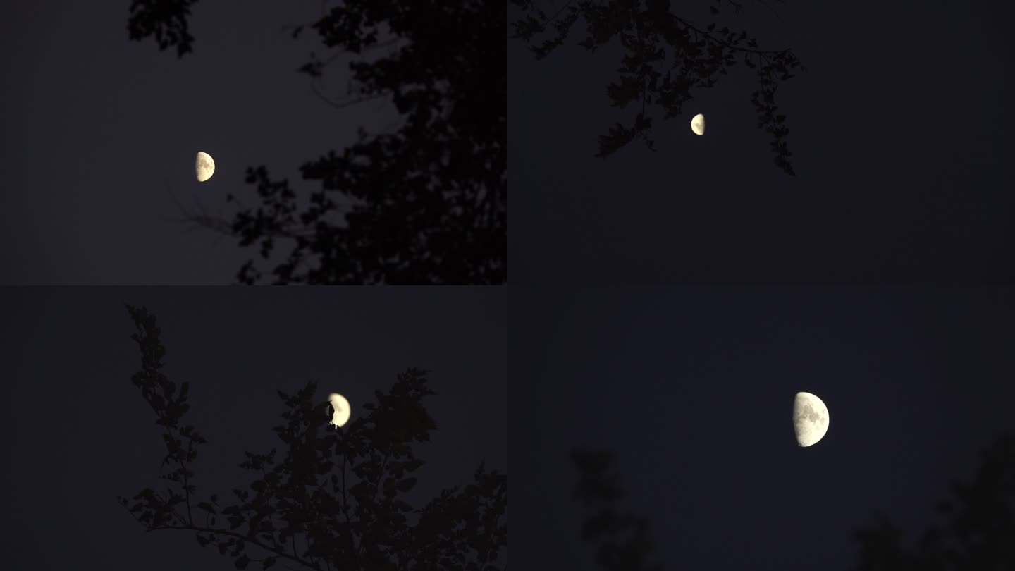 7组夜幕降临树影月亮素材