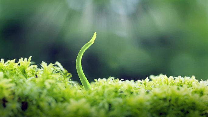 阳光嫩芽生长生命力