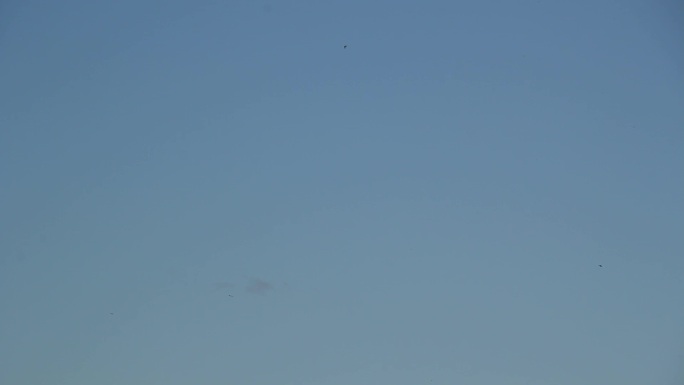 蓝天上飞翔的家燕小燕子