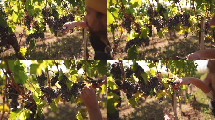 葡萄园采摘葡萄的酿酒师