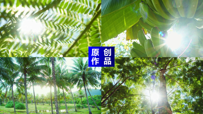 唯美空镜热带植物阳光树叶晴空万里海南空镜